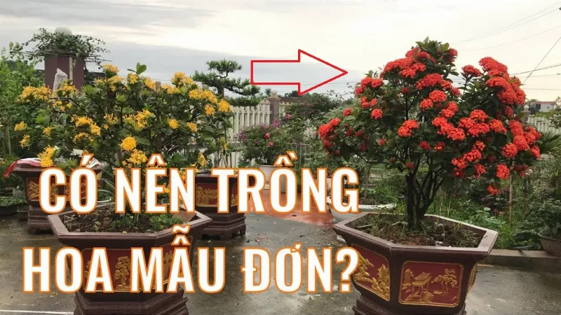 Hoa mẫu đơn trong nhà