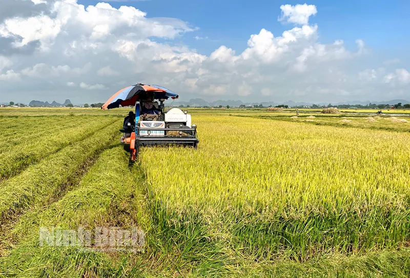 Nông dân thu hoạch lúa trên cánh đồng