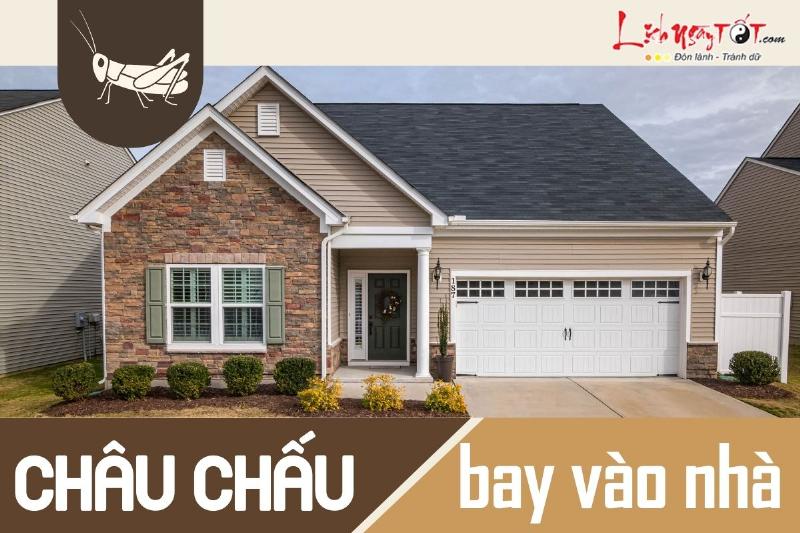 Châu chấu vào nhà: Tìm hiểu ý nghĩa