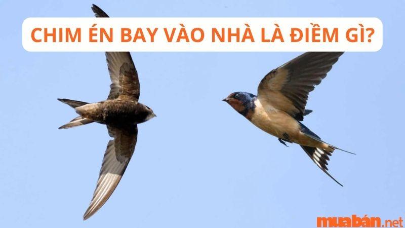 Chim Én Bay Vào Nhà: Điềm Lành Hay Dữ?