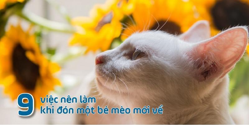 Cho mèo lạ ăn khi vào nhà