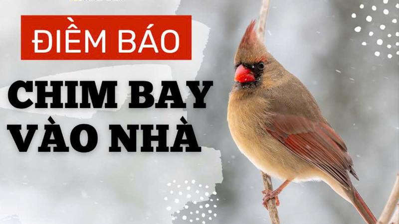 Quan Niệm Hiện Đại Về Chim Bay Vào Nhà: Khoa Học Và Tâm Linh