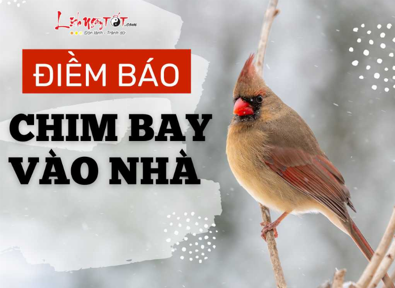 Chim bay vào nhà - điềm báo gì?