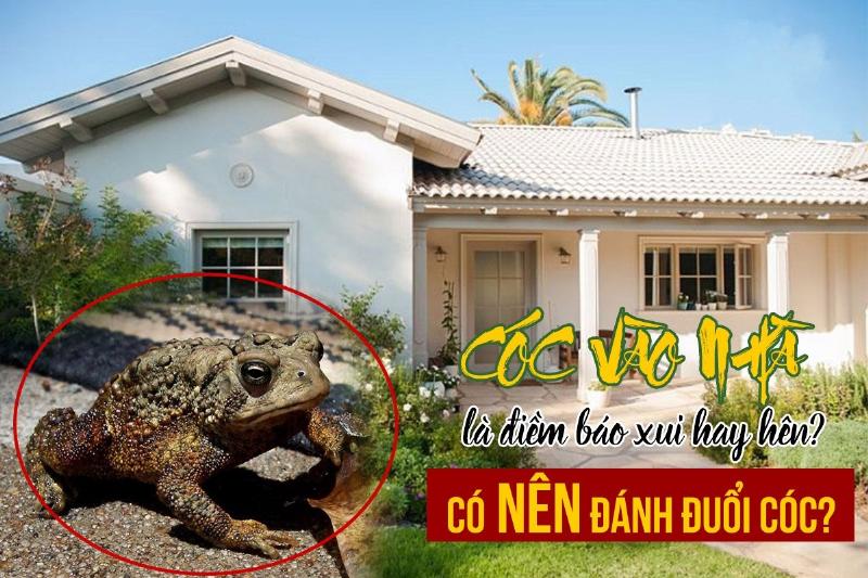 Cóc vào nhà là điềm gì