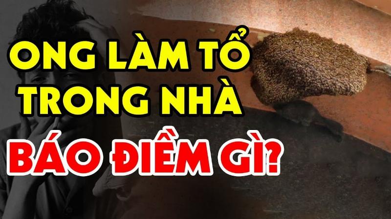 Ong mật bay vào nhà làm tổ